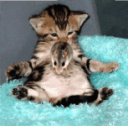 15449870.gif.png