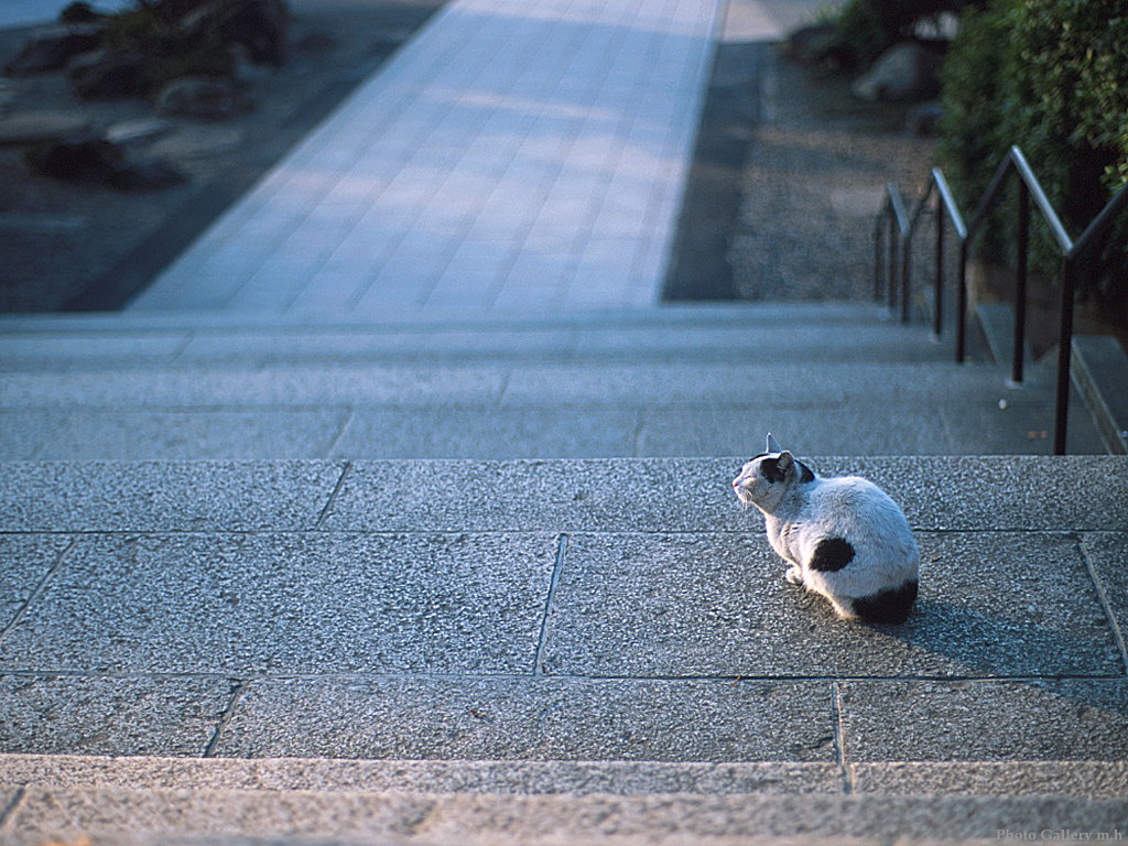 1024x768-cat-32.jpg