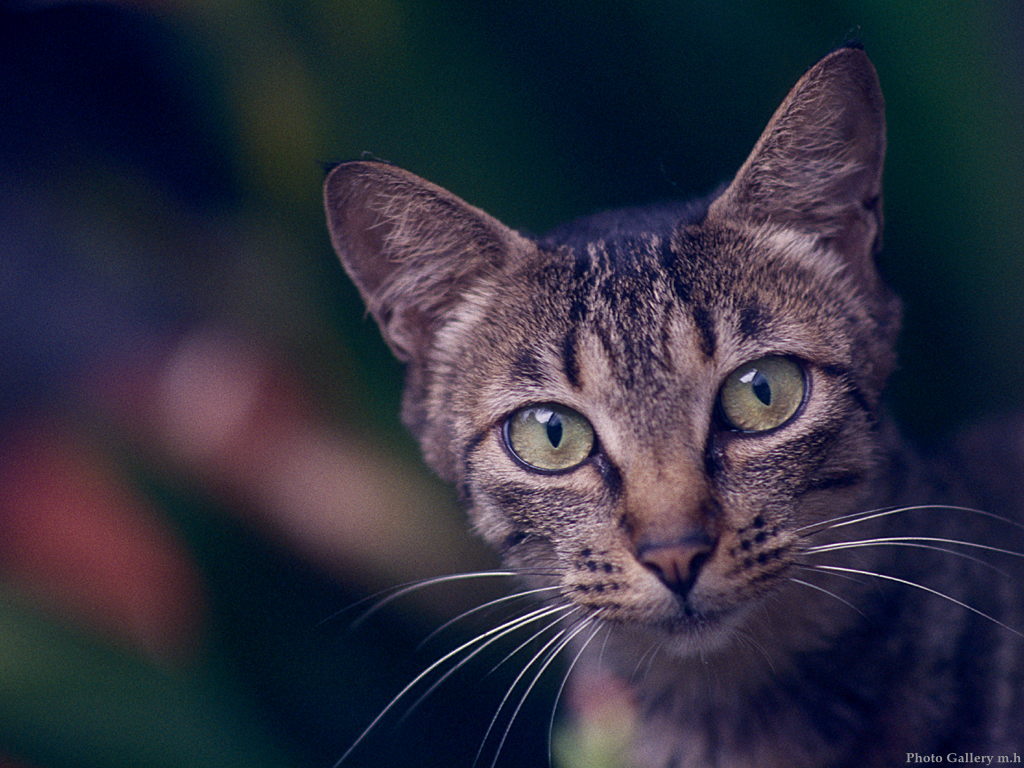 1024x768-cat-29.jpg