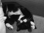 1024x768-cat-new-02.jpg