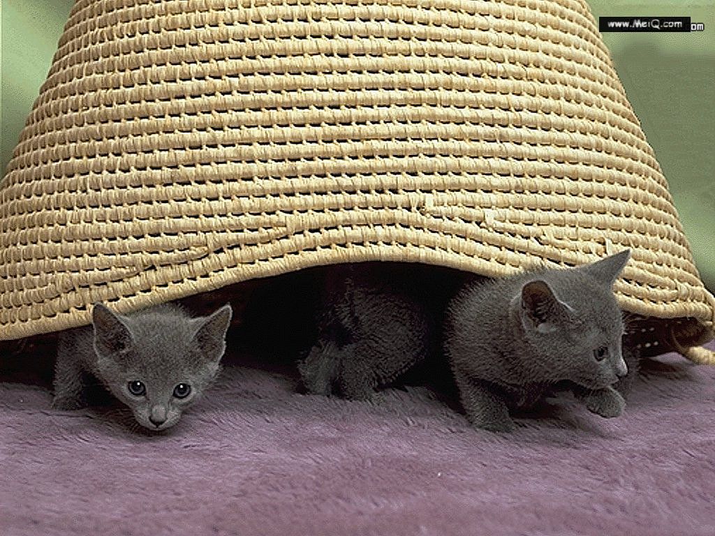 1024x768-cat-new-03.jpg
