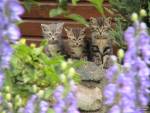 1280x960-cat-new-05.jpg