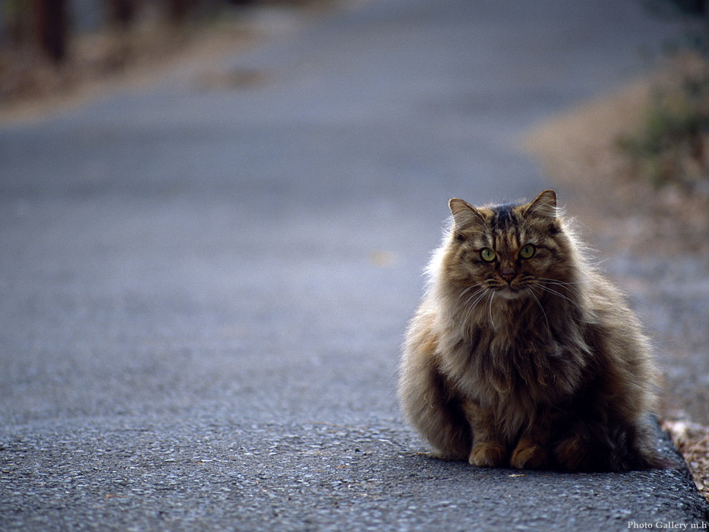 1024x768-cat-28.jpg