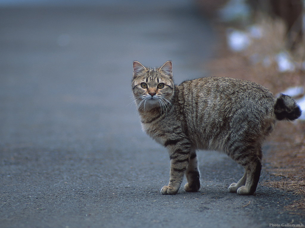 1024x768-cat-27.jpg