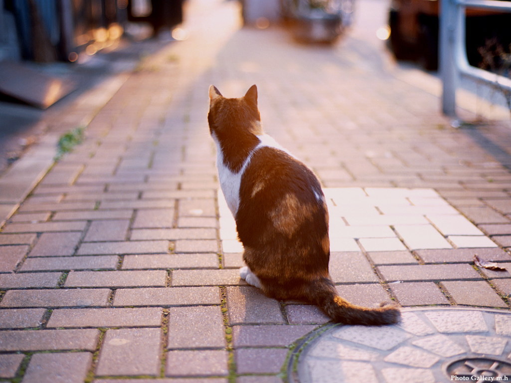 1024x768-cat-26.jpg
