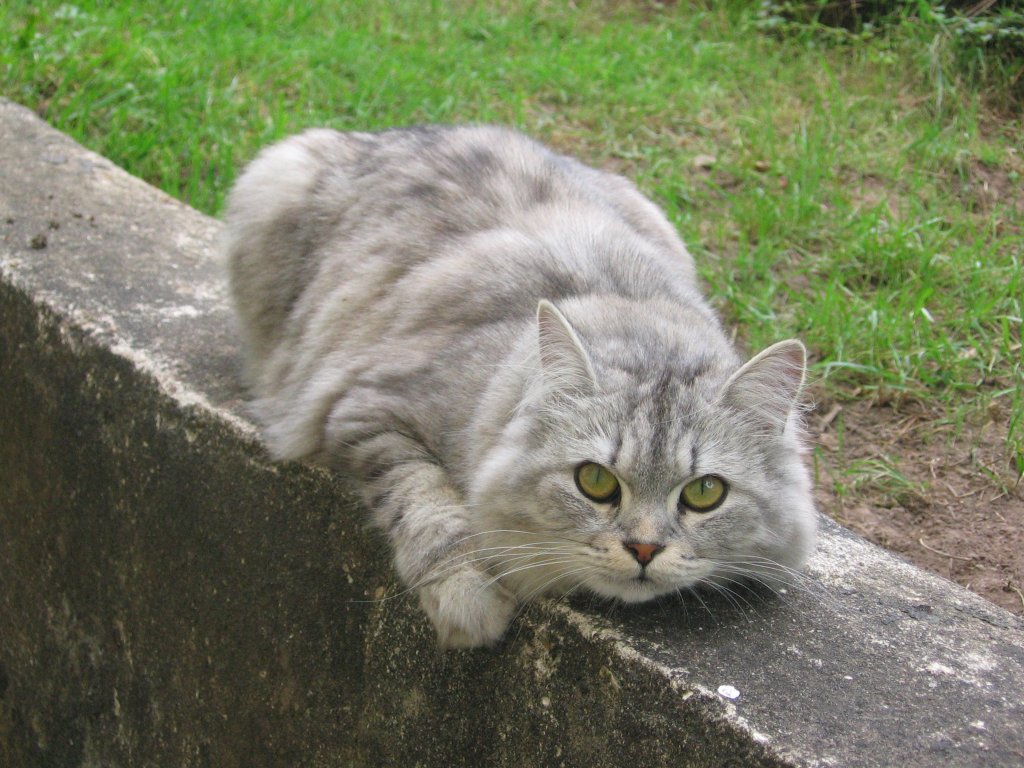 Svi-ucha.JPG.jpg