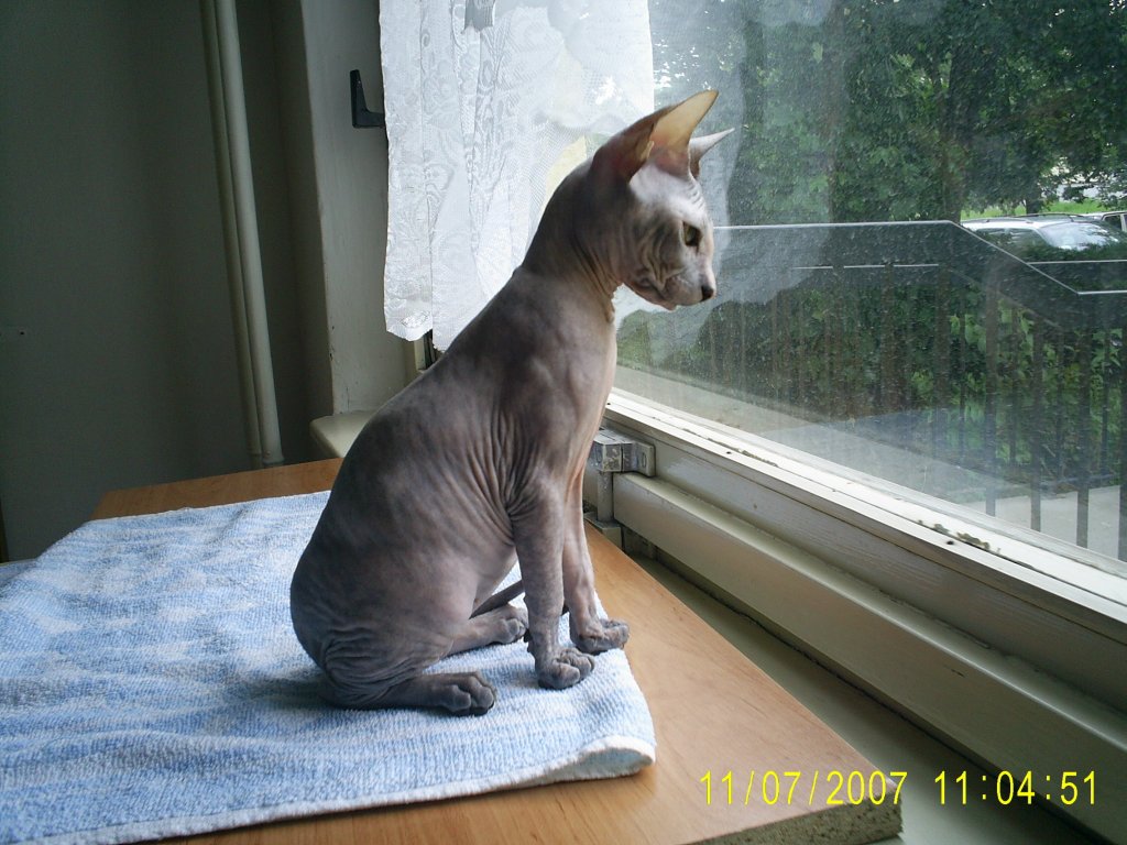 Cleo.jpg