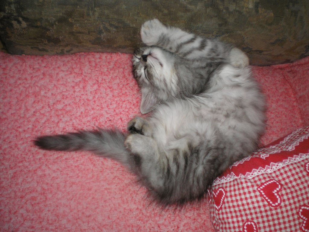 Diego