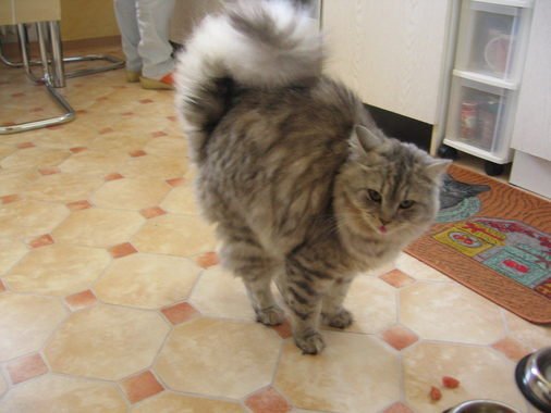 Kikinka